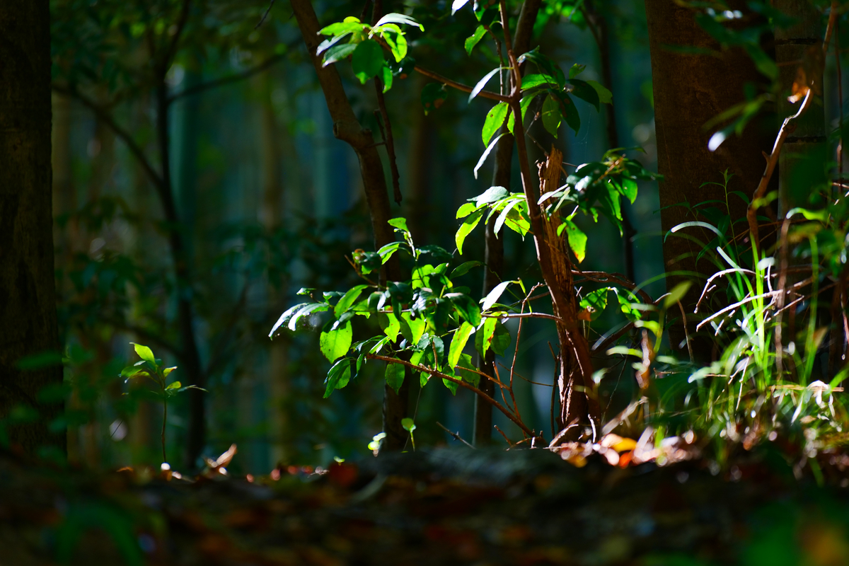 f:id:soraumi8:20190918152432j:plain
