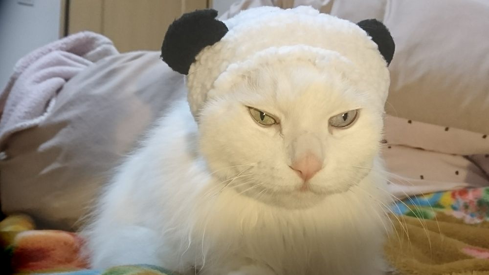 絵日記 猫の仕事 ねこくまちゃんを被る それから しろねこ絵日記