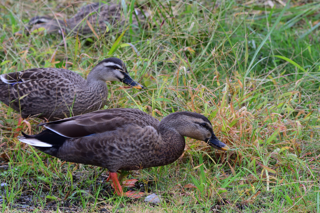 f:id:soremoz:20161103225517j:plain