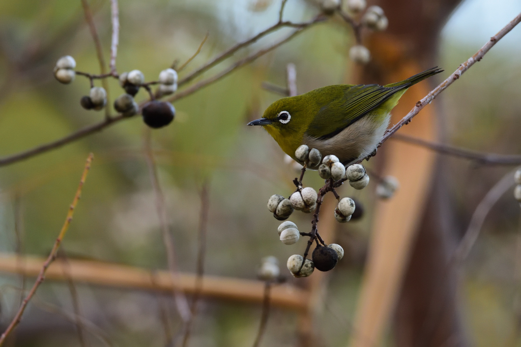 f:id:soremoz:20161215000022j:plain f:id:soremoz:20161215000022j:plain