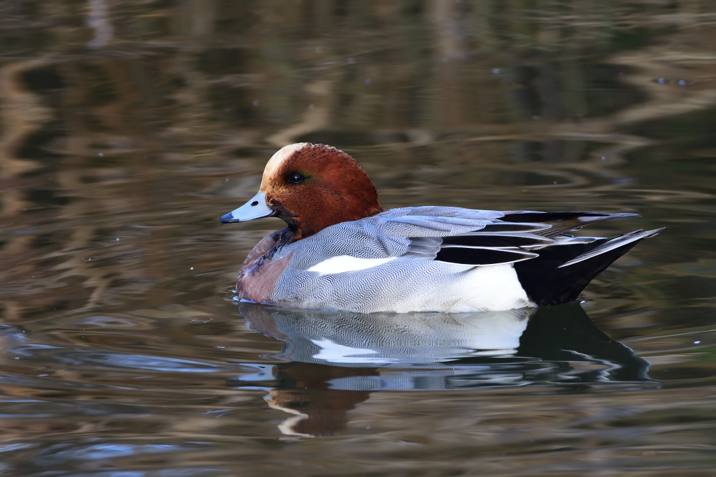 f:id:soremoz:20161215000023j:plain f:id:soremoz:20161215000023j:plain