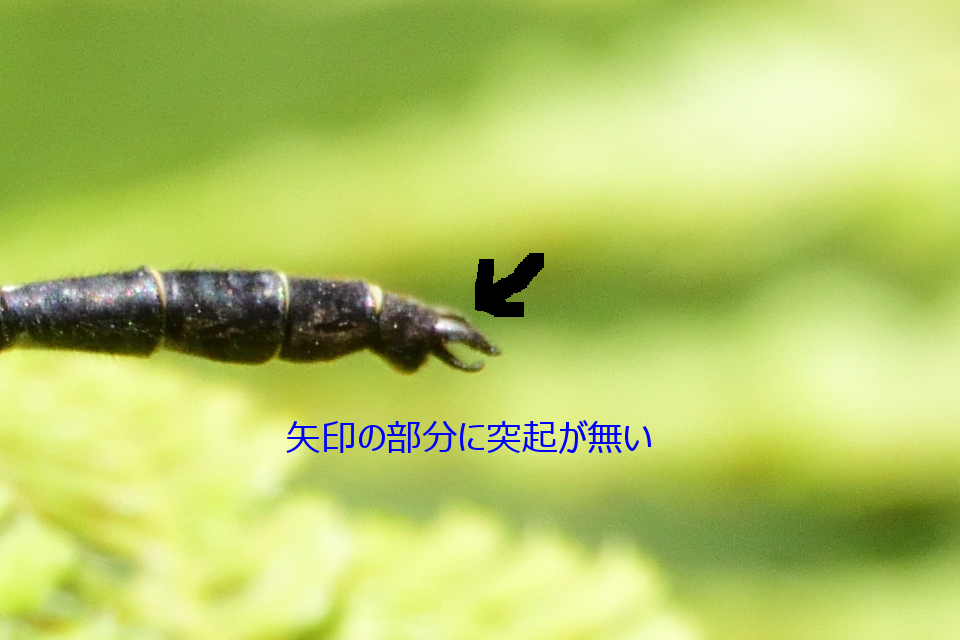 f:id:soremoz:20170620011633j:plain