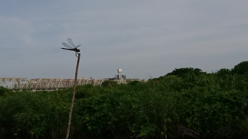 f:id:soremoz:20170626230552j:plain
