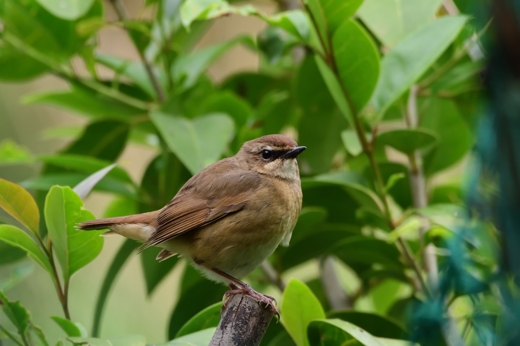 f:id:soremoz:20180503025337j:plain f:id:soremoz:20180503025337j:plain