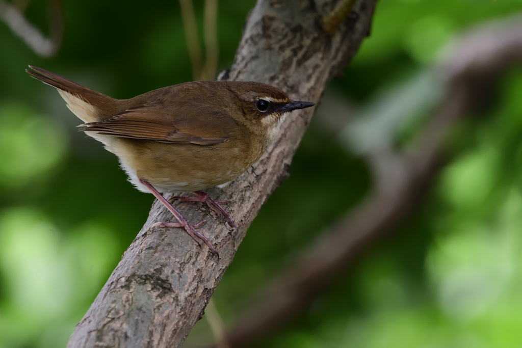 f:id:soremoz:20180503025339j:plain f:id:soremoz:20180503025339j:plain