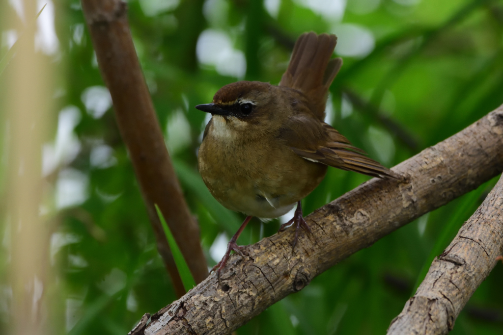 f:id:soremoz:20180503025340j:plain f:id:soremoz:20180503025340j:plain