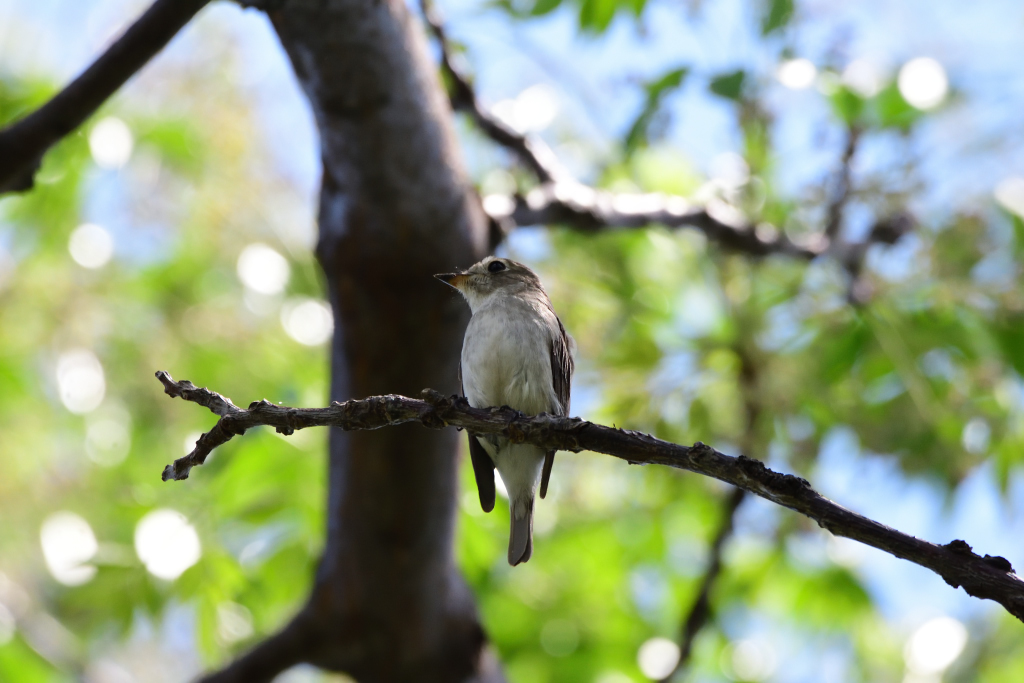 f:id:soremoz:20180506175136j:plain
