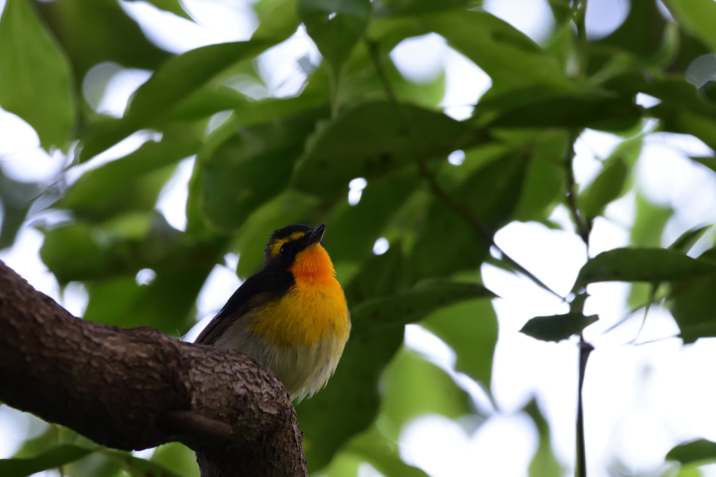 f:id:soremoz:20180511025308j:plain