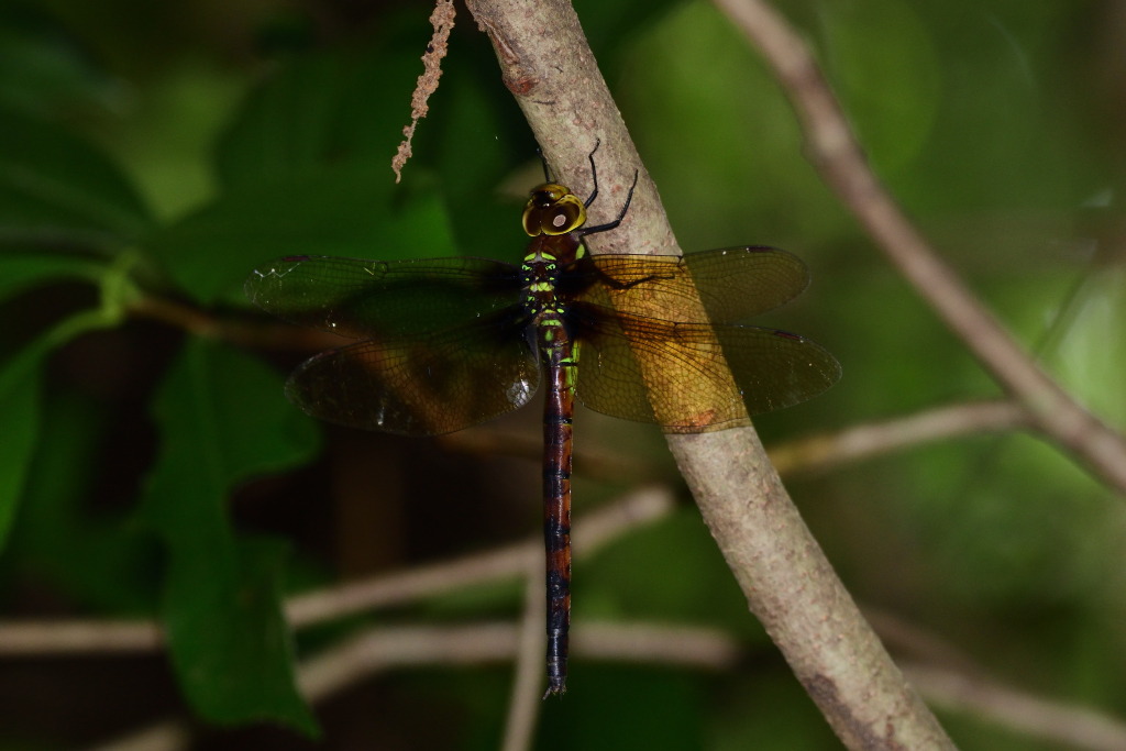 f:id:soremoz:20180710014212j:plain f:id:soremoz:20180710014212j:plain