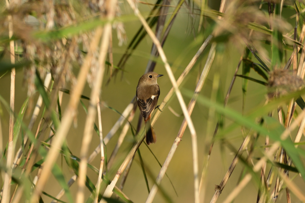 f:id:soremoz:20181029222547j:plain f:id:soremoz:20181029222547j:plain