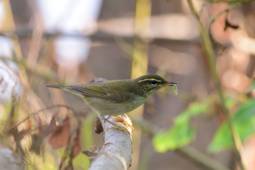 f:id:soremoz:20181029222548j:plain f:id:soremoz:20181029222548j:plain