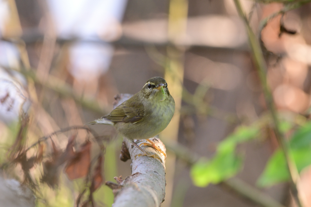 f:id:soremoz:20181029222549j:plain f:id:soremoz:20181029222549j:plain