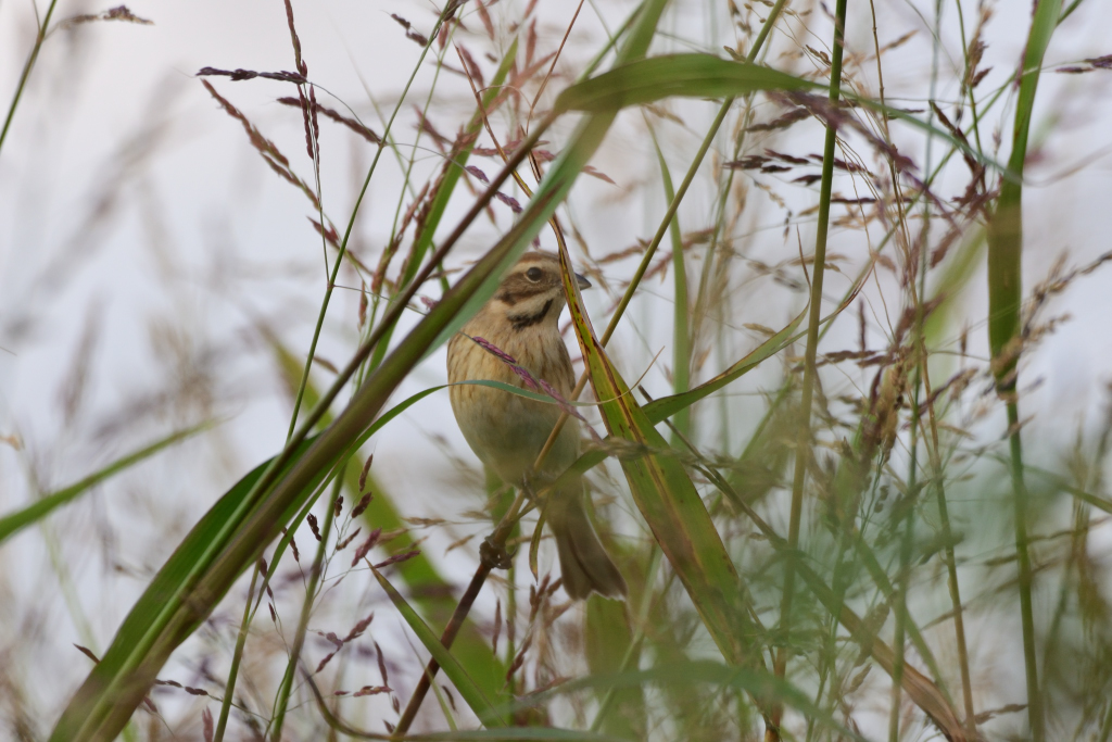 f:id:soremoz:20181029222550j:plain f:id:soremoz:20181029222550j:plain