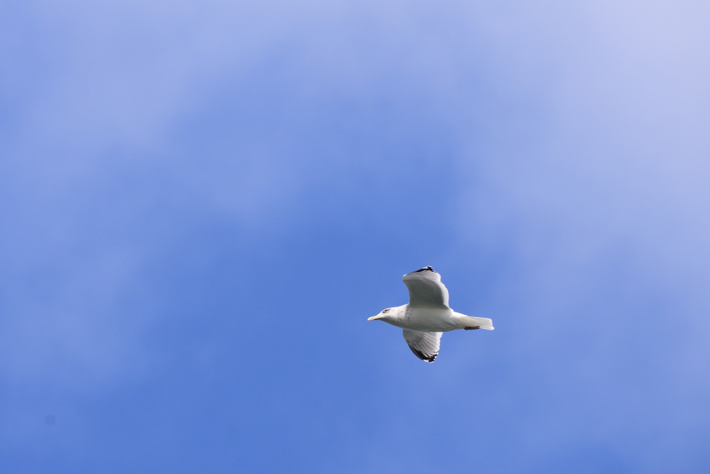 f:id:soremoz:20190323222002j:plain