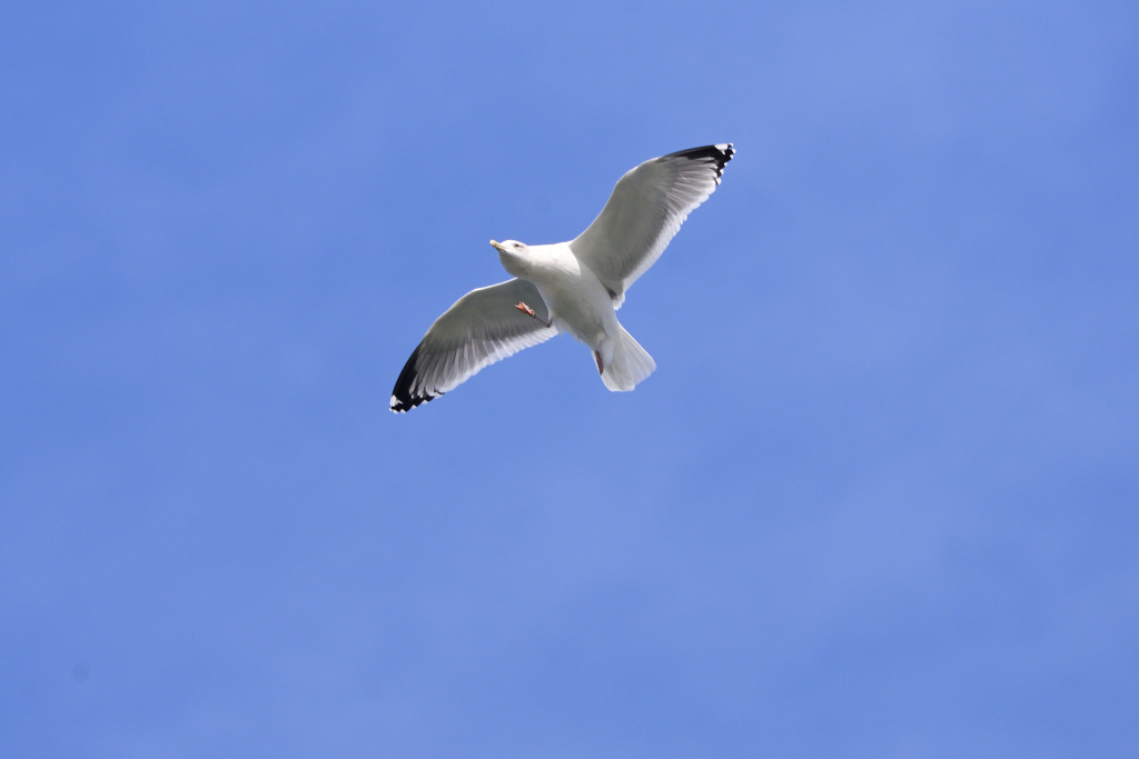 f:id:soremoz:20190323222003j:plain