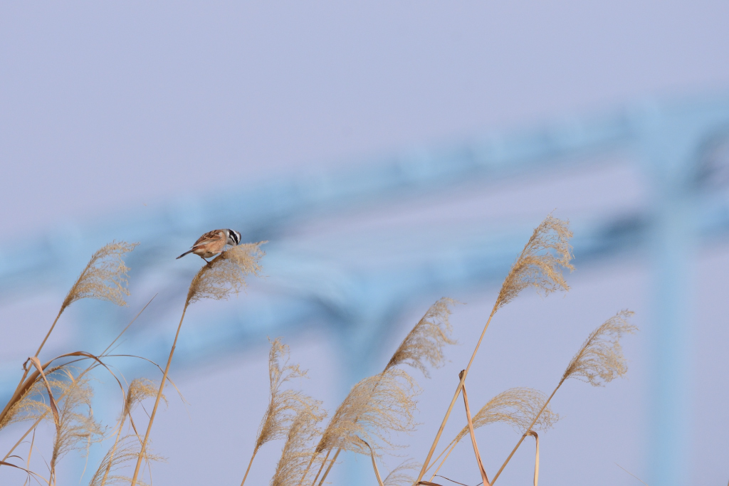 f:id:soremoz:20190325001309j:plain