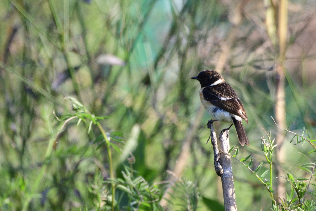 f:id:soremoz:20190409224326j:plain