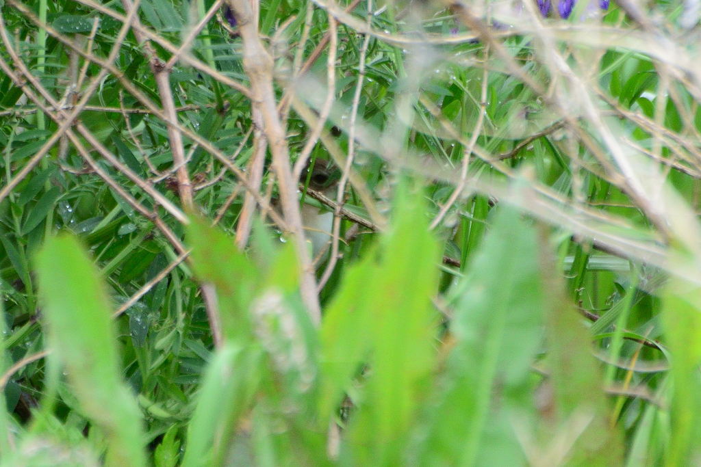 f:id:soremoz:20190502000133j:plain