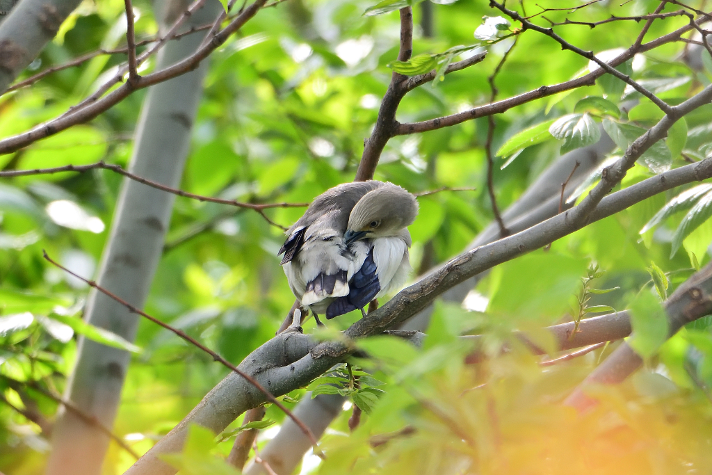 f:id:soremoz:20190506031158j:plain