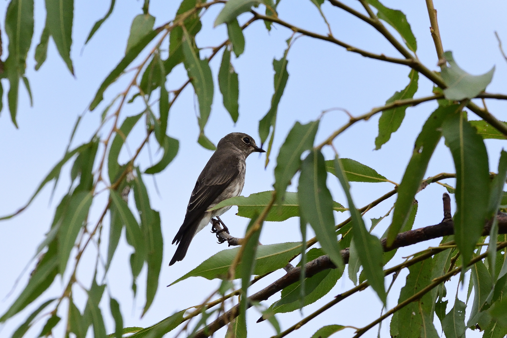 f:id:soremoz:20190929004725j:plain