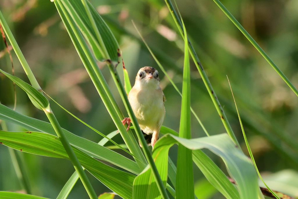 f:id:soremoz:20191007011911j:plain