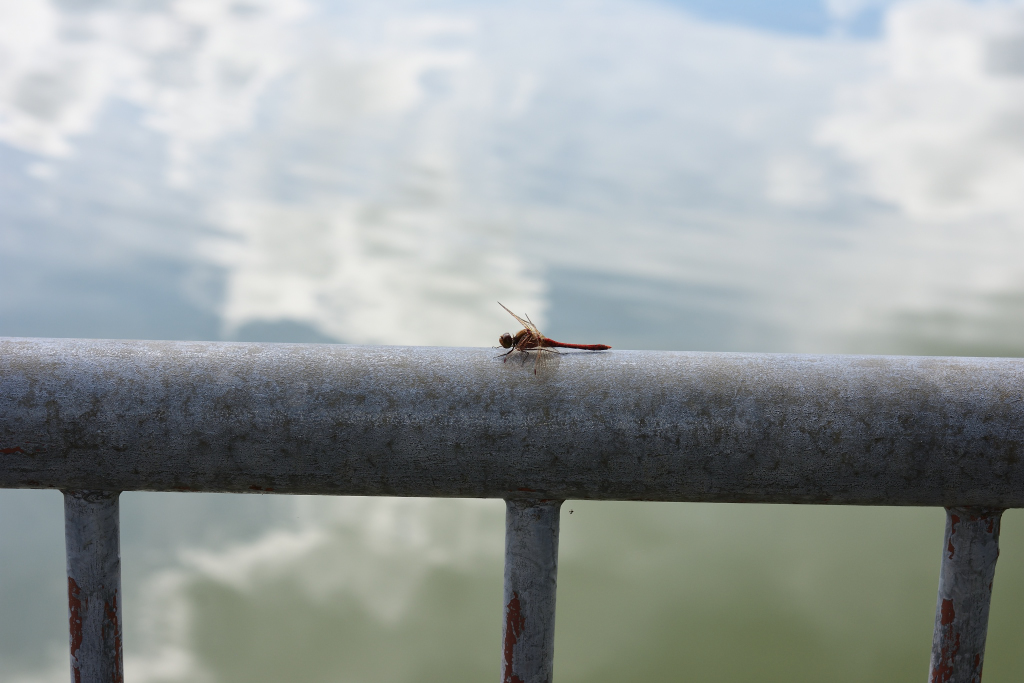 f:id:soremoz:20191025030007j:plain