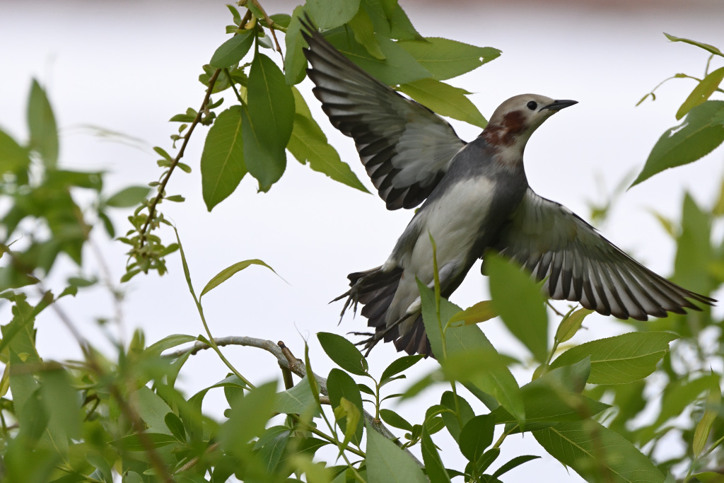 f:id:soremoz:20201101215923j:plain