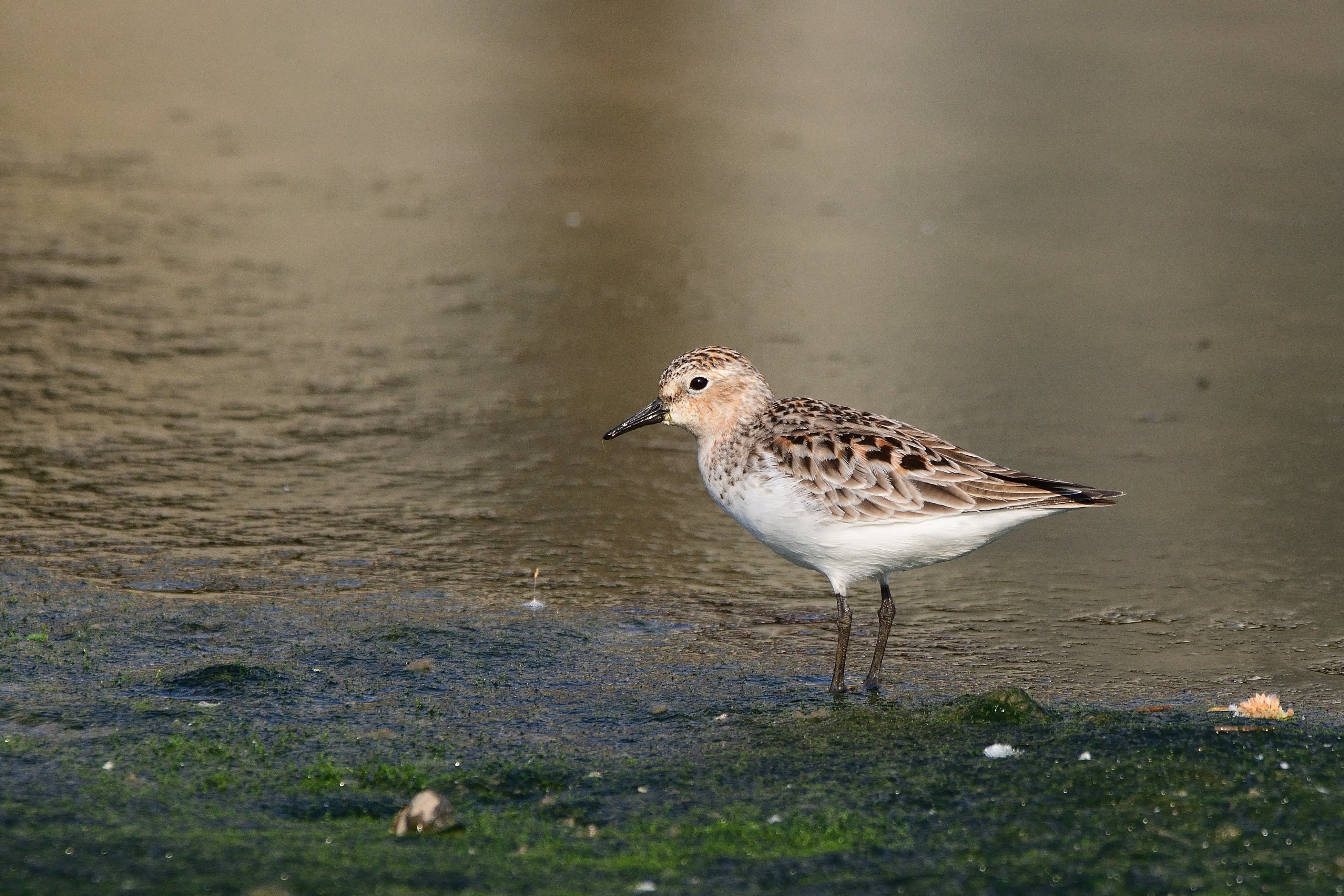 f:id:soremoz:20201101234312j:plain