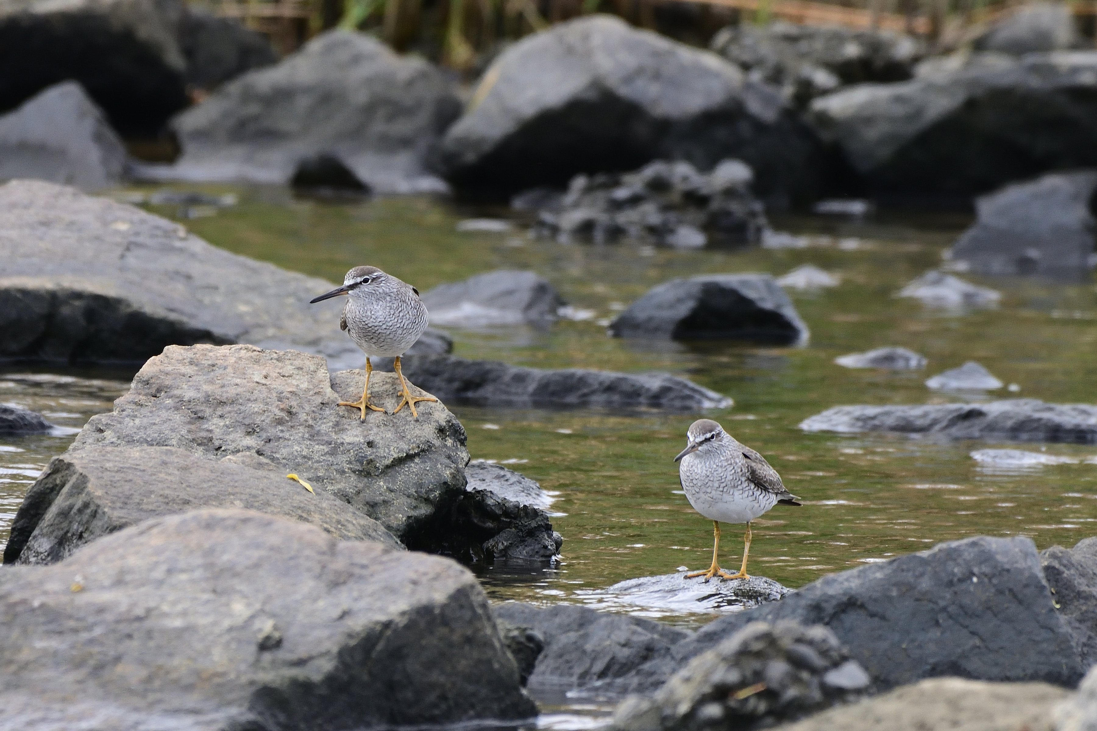 f:id:soremoz:20201101234338j:plain