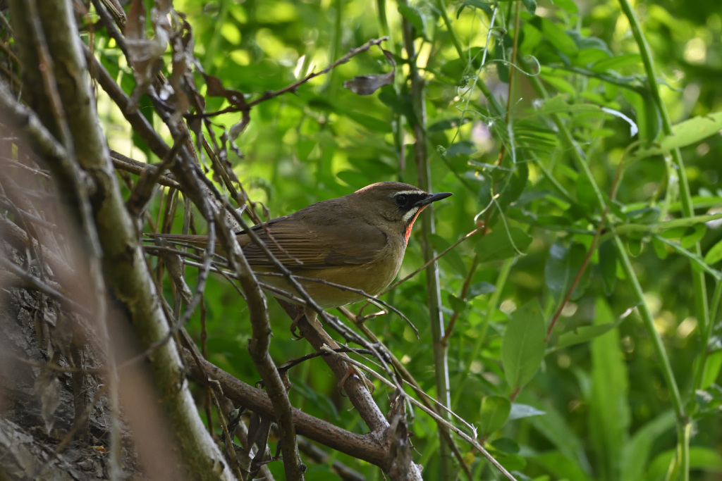 f:id:soremoz:20201101235646j:plain