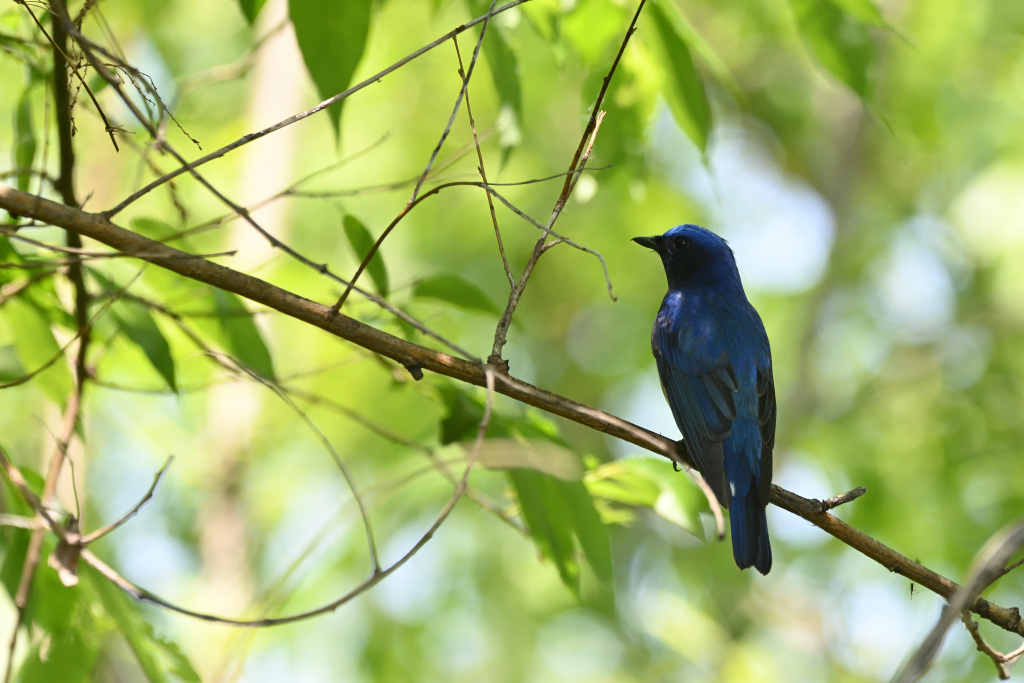 f:id:soremoz:20201101235656j:plain