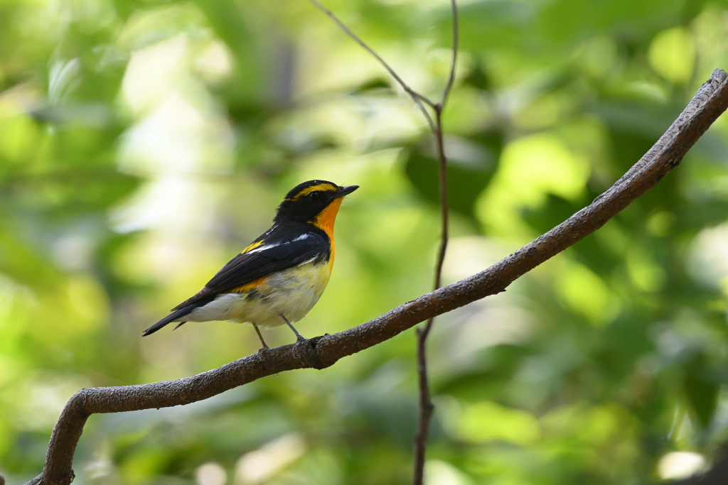 f:id:soremoz:20201101235703j:plain