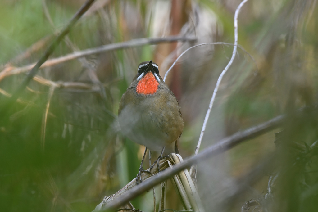 f:id:soremoz:20201101235713j:plain