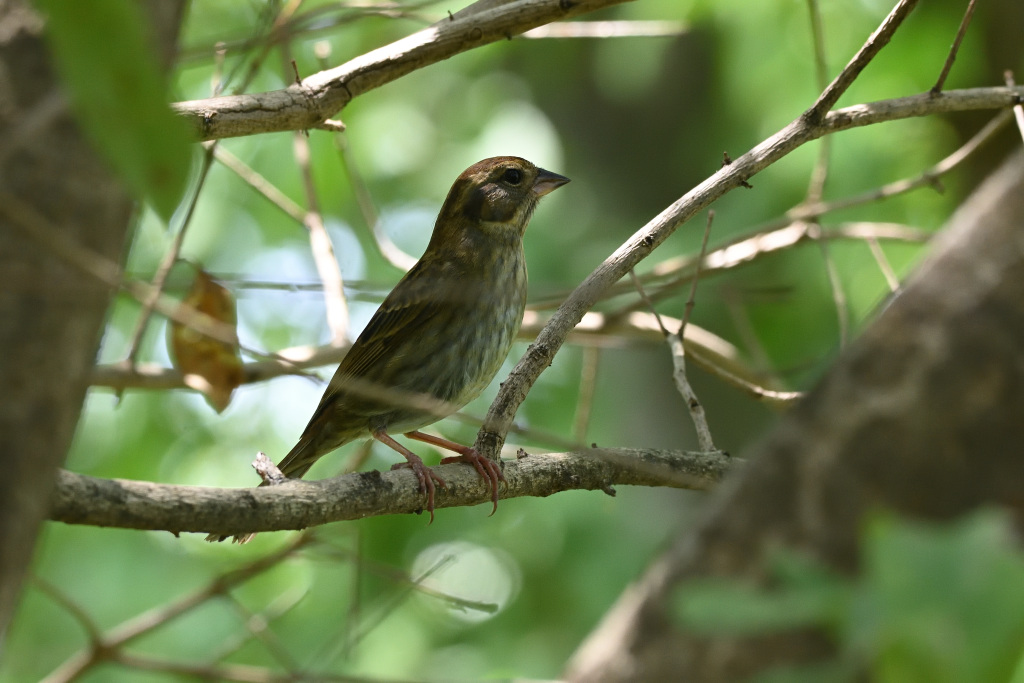 f:id:soremoz:20201102010915j:plain