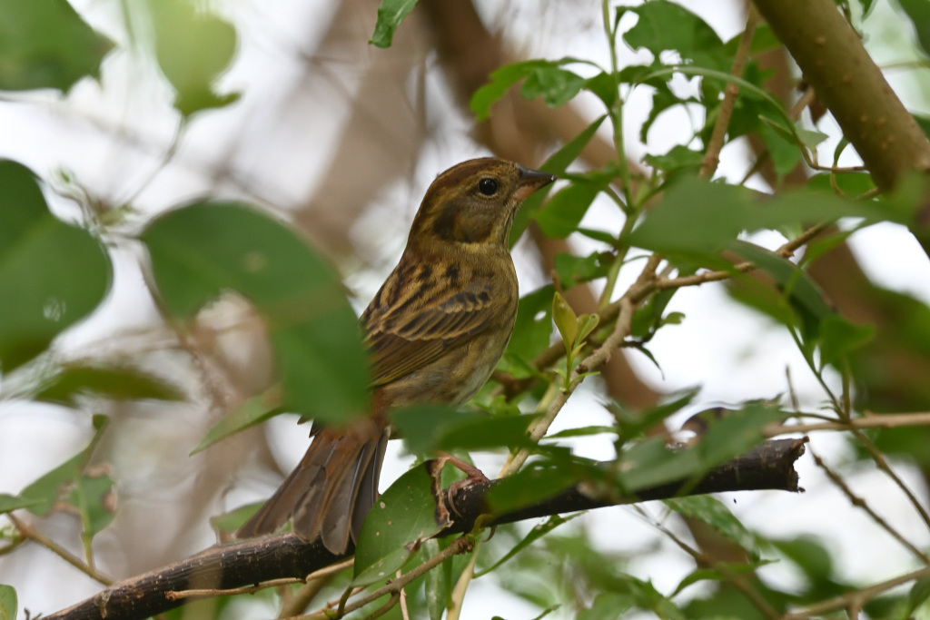 f:id:soremoz:20201102010920j:plain