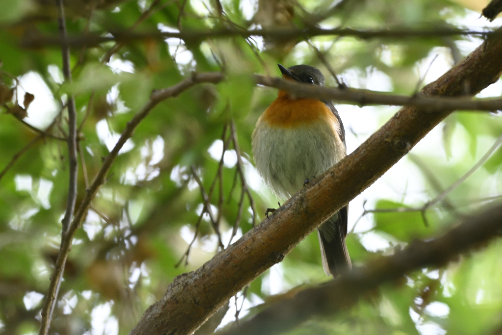 f:id:soremoz:20201103222319j:plain