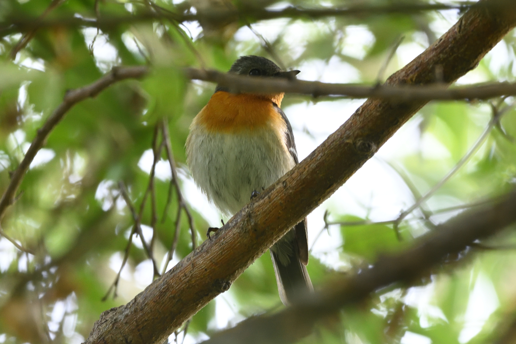 f:id:soremoz:20201103222327j:plain