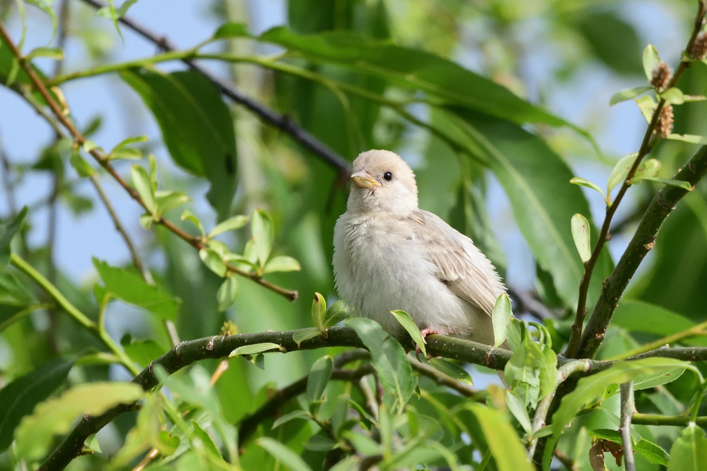 f:id:soremoz:20201103230130j:plain