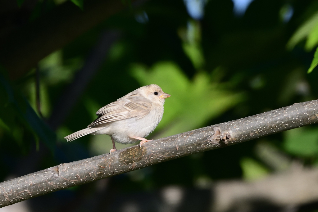 f:id:soremoz:20201103230140j:plain