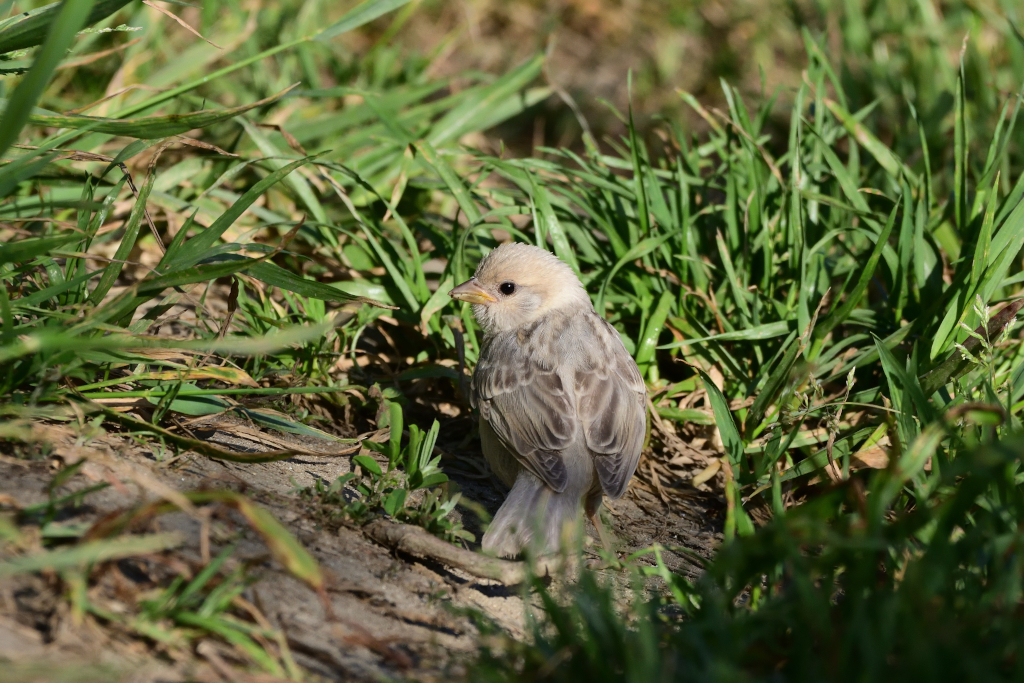 f:id:soremoz:20201103230145j:plain