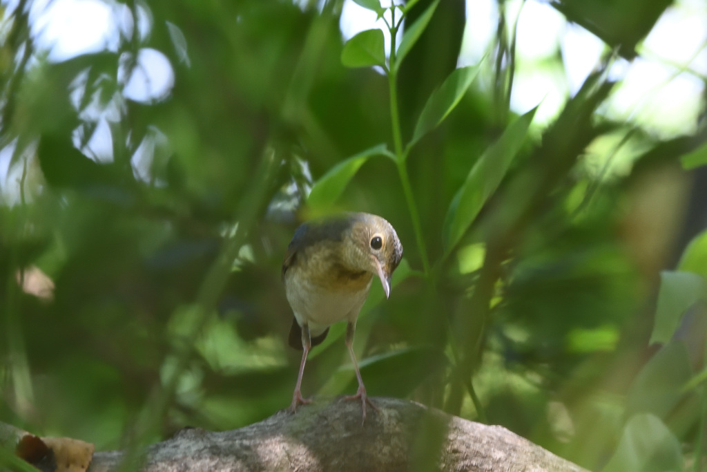 f:id:soremoz:20201105223348j:plain