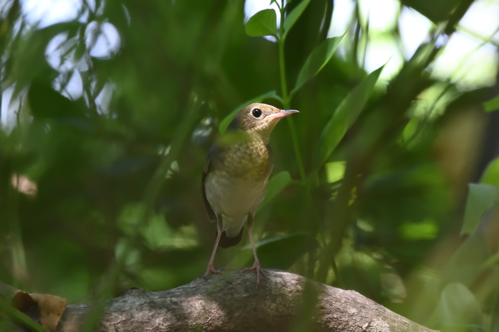 f:id:soremoz:20201105223354j:plain