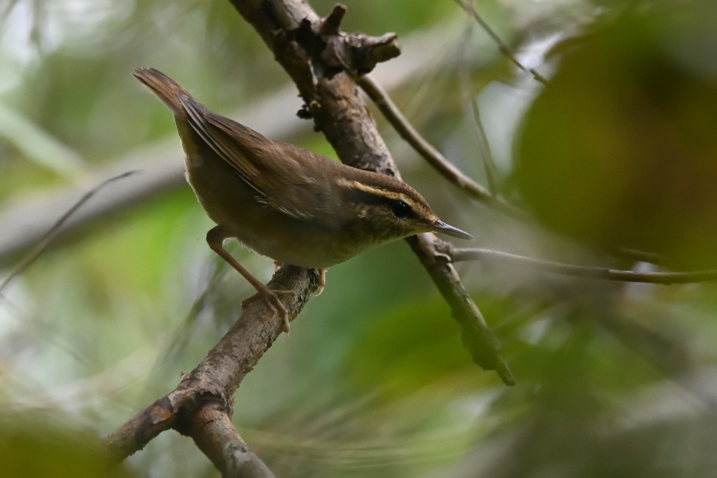 f:id:soremoz:20201105231137j:plain