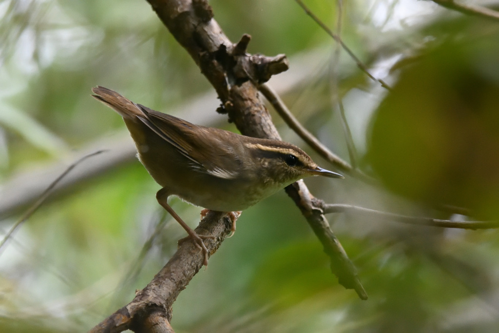 f:id:soremoz:20201105231142j:plain