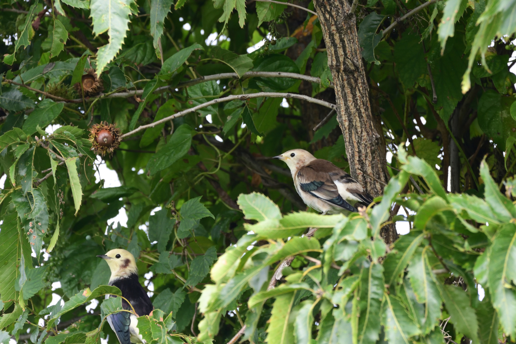 f:id:soremoz:20201105231156j:plain