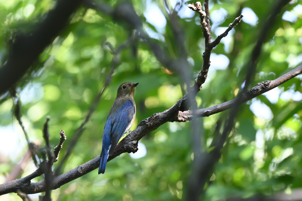 f:id:soremoz:20201105231200j:plain