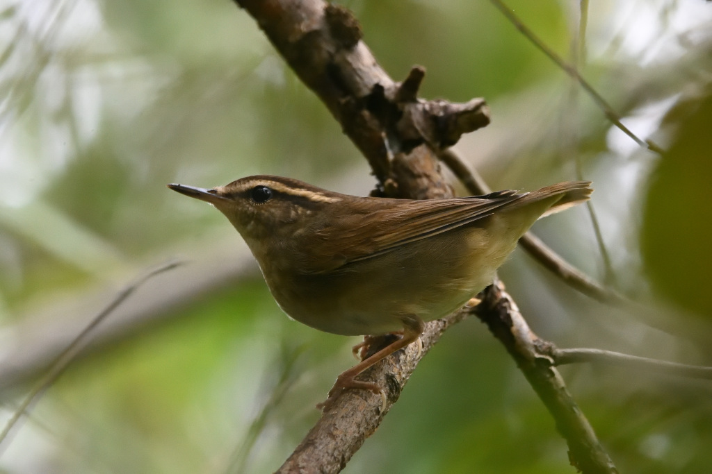 f:id:soremoz:20201105231204j:plain