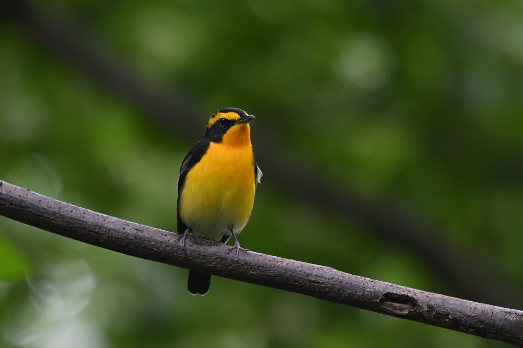 f:id:soremoz:20201105234110j:plain