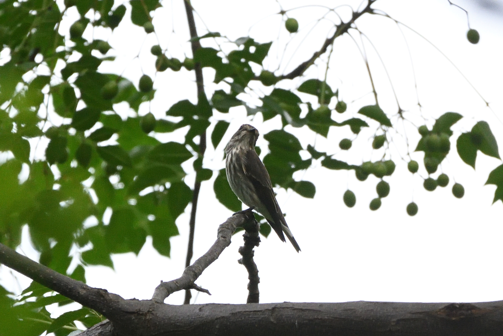 f:id:soremoz:20201105234119j:plain