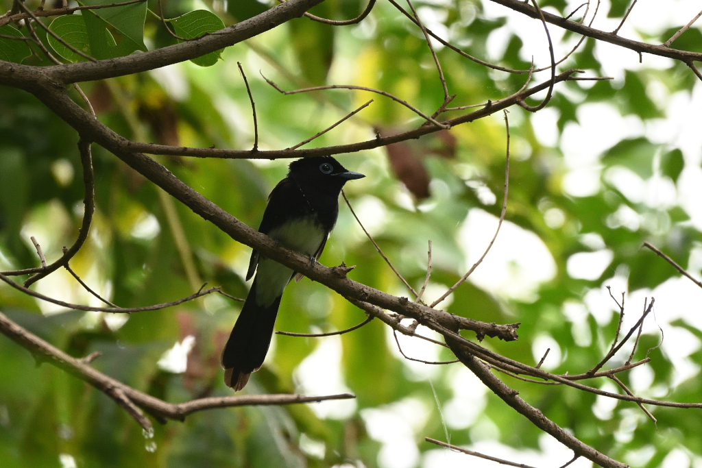 f:id:soremoz:20201105234750j:plain